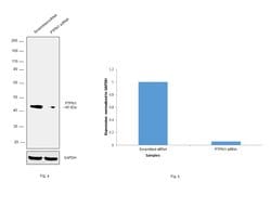 Invitrogen PTP1B Monoclonal Antibody (OTI1A2) 100 &mu;L | Buy Online | Invitrogen&trade; | Fisher Scientific