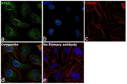 Invitrogen ATG3 Monoclonal Antibody (OTI2C12) 100 &mu;L; Unconjugated:Antibodies,