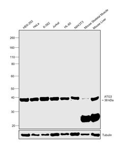Invitrogen ATG3 Monoclonal Antibody (OTI2C12) 100 &mu;L; Unconjugated:Antibodies,