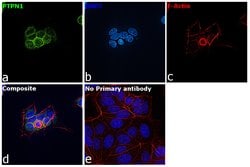 Invitrogen PTP1B Monoclonal Antibody (OTI1C5) 100 &mu;L; Unconjugated:Antibodies,