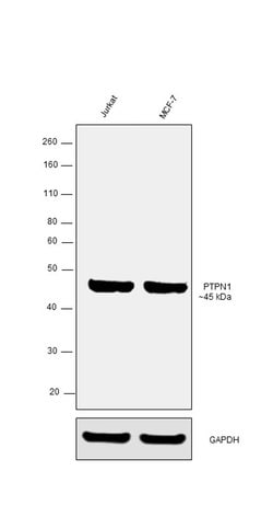 Invitrogen PTP1B Monoclonal Antibody (OTI1C5) 100 &mu;L; Unconjugated:Antibodies,