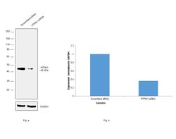 Invitrogen PTP1B Monoclonal Antibody (OTI1C5) 100 &mu;L; Unconjugated:Antibodies,