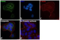 Invitrogen PTP1B Monoclonal Antibody (OTI1D10) 100 &mu;L; Unconjugated:Antibodies,