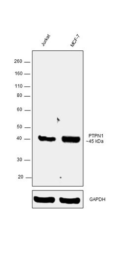 Invitrogen PTP1B Monoclonal Antibody (OTI1D10) 100 &mu;L; Unconjugated:Antibodies,