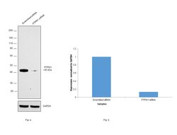 Invitrogen PTP1B Monoclonal Antibody (OTI1D10) 100 &mu;L; Unconjugated:Antibodies,