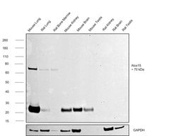 Invitrogen ALOX15 Monoclonal Antibody (OTI7H6) 100 &mu;L; Unconjugated:Antibodies,