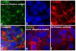 Invitrogen Fetuin A Monoclonal Antibody (OTI2H2) 100 &mu;L; Unconjugated:Antibodies,