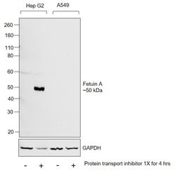 Invitrogen Fetuin A Monoclonal Antibody (OTI2H2) 100 &mu;L; Unconjugated:Antibodies,