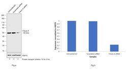 Invitrogen Fetuin A Monoclonal Antibody (OTI2H2) 100 &mu;L; Unconjugated:Antibodies,
