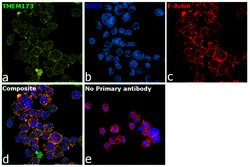 Invitrogen STING Monoclonal Antibody (OTI4H1) 100 &mu;L; Unconjugated:Antibodies,