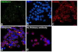 Invitrogen STING Monoclonal Antibody (OTI4E12) 100 &mu;L; Unconjugated:Antibodies,