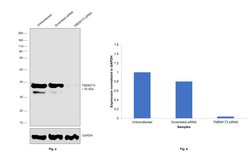 Invitrogen STING Monoclonal Antibody (OTI4E12) 100 &mu;L; Unconjugated:Antibodies,