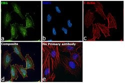 Invitrogen ERG Monoclonal Antibody (OTI8A9) 100 &mu;L; Unconjugated:Antibodies,