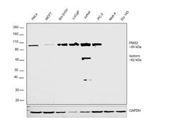 Invitrogen PMS2 Monoclonal Antibody (OTI2G5) 100 &mu;L; Unconjugated:Antibodies,