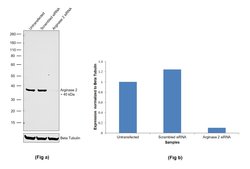 Invitrogen Arginase 2 Monoclonal Antibody (OTI3G5) 100 &mu;L; Unconjugated:Antibodies,