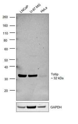 Invitrogen TOLLIP Monoclonal Antibody (OTI2A4) 100 &mu;L; Unconjugated:Antibodies,