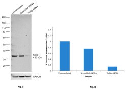 Invitrogen TOLLIP Monoclonal Antibody (OTI2A4) 100 &mu;L; Unconjugated:Antibodies,
