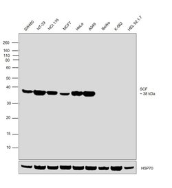 Invitrogen SCF Monoclonal Antibody (OTI5F6) 100 &mu;L; Unconjugated:Antibodies,