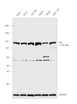 Invitrogen Alix Monoclonal Antibody (OTI1A4) 100 &mu;L; Unconjugated:Antibodies,