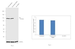 Invitrogen Alix Monoclonal Antibody (OTI1A4) 100 &mu;L; Unconjugated:Antibodies,