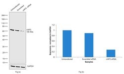 Invitrogen cIAP2 Monoclonal Antibody (OTI3G4) 100 &mu;L; Unconjugated:Antibodies,