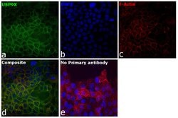 Invitrogen USP9X Monoclonal Antibody (OTI2G7) 100 &mu;L; Unconjugated:Antibodies,