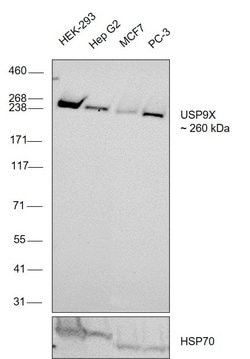 Invitrogen USP9X Monoclonal Antibody (OTI2G7) 100 &mu;L; Unconjugated:Antibodies,