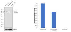 Invitrogen USP9X Monoclonal Antibody (OTI2G7) 100 &mu;L; Unconjugated:Antibodies,