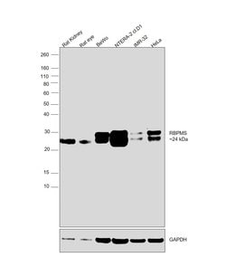 Invitrogen RBPMS Monoclonal Antibody (OTI3B7) 100 &mu;L; Unconjugated:Antibodies,