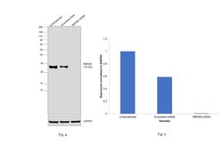 Invitrogen RBPMS Monoclonal Antibody (OTI3B7) 100 &mu;L; Unconjugated:Antibodies,