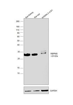 RBPMS Monoclonal Antibody (OTI4H6), Invitrogen 100 &mu;L; Unconjugated:Antibodies,