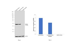 RBPMS Monoclonal Antibody (OTI4H6), Invitrogen 100 &mu;L; Unconjugated:Antibodies,