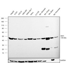 Invitrogen IDH1 Monoclonal Antibody (OTI3G9) 100 &mu;L | Buy Online | Invitrogen&trade; | Fisher Scientific