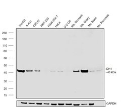 Invitrogen IDH1 Monoclonal Antibody (OTI24A2) 100 &mu;L; Unconjugated:Antibodies,
