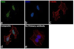 Invitrogen TIA-1 Monoclonal Antibody (OTI1D7) 100 &mu;L; Unconjugated:Antibodies,