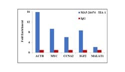 Invitrogen TIA-1 Monoclonal Antibody (OTI1D7) 100 &mu;L; Unconjugated:Antibodies,