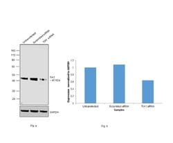 Invitrogen TIA-1 Monoclonal Antibody (OTI1D7) 100 &mu;L; Unconjugated:Antibodies,