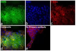 Invitrogen RRM1 Monoclonal Antibody (OTI5G5) 100 &mu;L | Buy Online | Invitrogen&trade; | Fisher Scientific