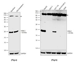 Invitrogen VSNL1 Monoclonal Antibody (OTI1F7) 100 &mu;L; Unconjugated:Antibodies,