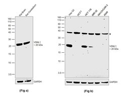 Invitrogen VSNL1 Monoclonal Antibody (OTI4A6) 100 &mu;L; Unconjugated:Antibodies,