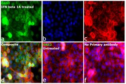Invitrogen OAS2 Monoclonal Antibody (OTI6E6) 100 &mu;L; Unconjugated:Antibodies,