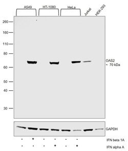 Invitrogen OAS2 Monoclonal Antibody (OTI6E6) 100 &mu;L; Unconjugated:Antibodies,