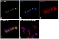 Invitrogen FBXW7 Monoclonal Antibody (OTI4C11) 100 &mu;L; Unconjugated:Antibodies,