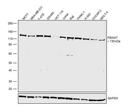 Invitrogen FBXW7 Monoclonal Antibody (OTI4C11) 100 &mu;L; Unconjugated:Antibodies,
