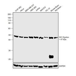 Invitrogen CK1 epsilon Monoclonal Antibody (OTI2B3) 100 &mu;L | Buy Online | Invitrogen&trade; | Fisher Scientific