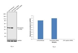 Invitrogen CK1 epsilon Monoclonal Antibody (OTI2B3) 100 &mu;L | Buy Online | Invitrogen&trade; | Fisher Scientific