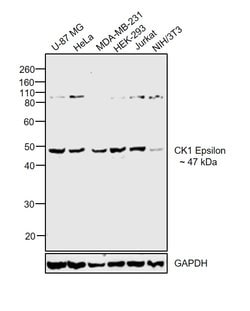 Invitrogen CK1 epsilon Monoclonal Antibody (OTI5D4) 100 &mu;L; Unconjugated:Antibodies,