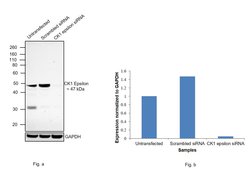 Invitrogen CK1 epsilon Monoclonal Antibody (OTI5D4) 100 &mu;L; Unconjugated:Antibodies,