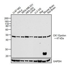 Invitrogen CK1 epsilon Monoclonal Antibody (OTI5C9) 100 &mu;L; Unconjugated:Antibodies,