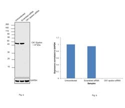 Invitrogen CK1 epsilon Monoclonal Antibody (OTI5C9) 100 &mu;L; Unconjugated:Antibodies,